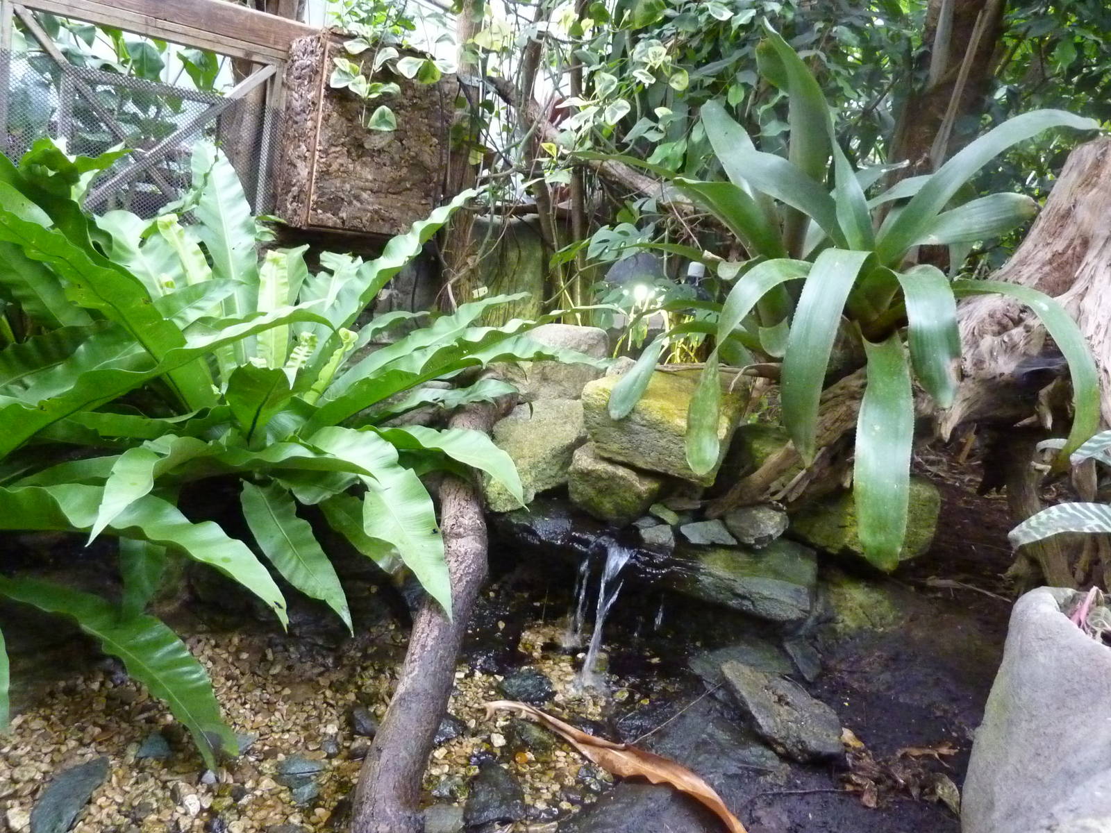 Tortoise Exhibit - 2012