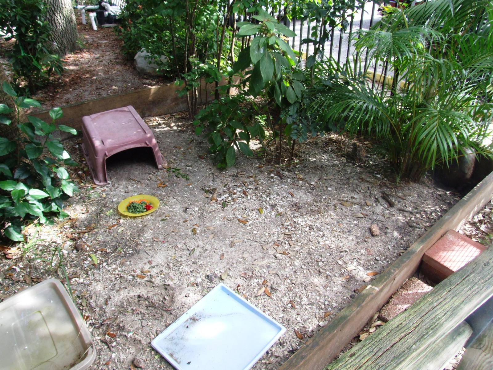 Tortoise Exhibit at Peace River Wildlife Centre, 09/10/13