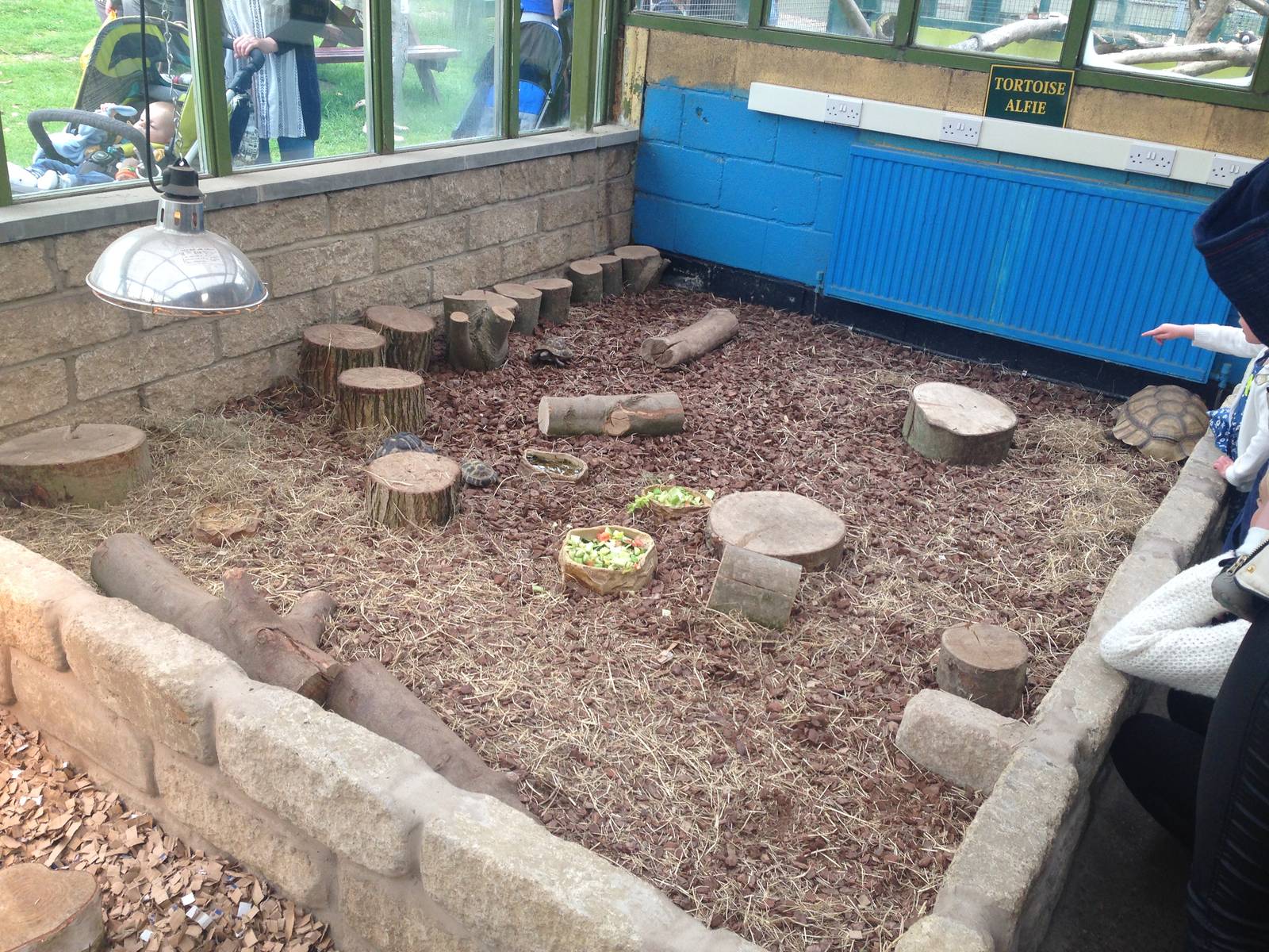 Tortoise Exhibit at Ponderosa Rural Thereapeutic Centre