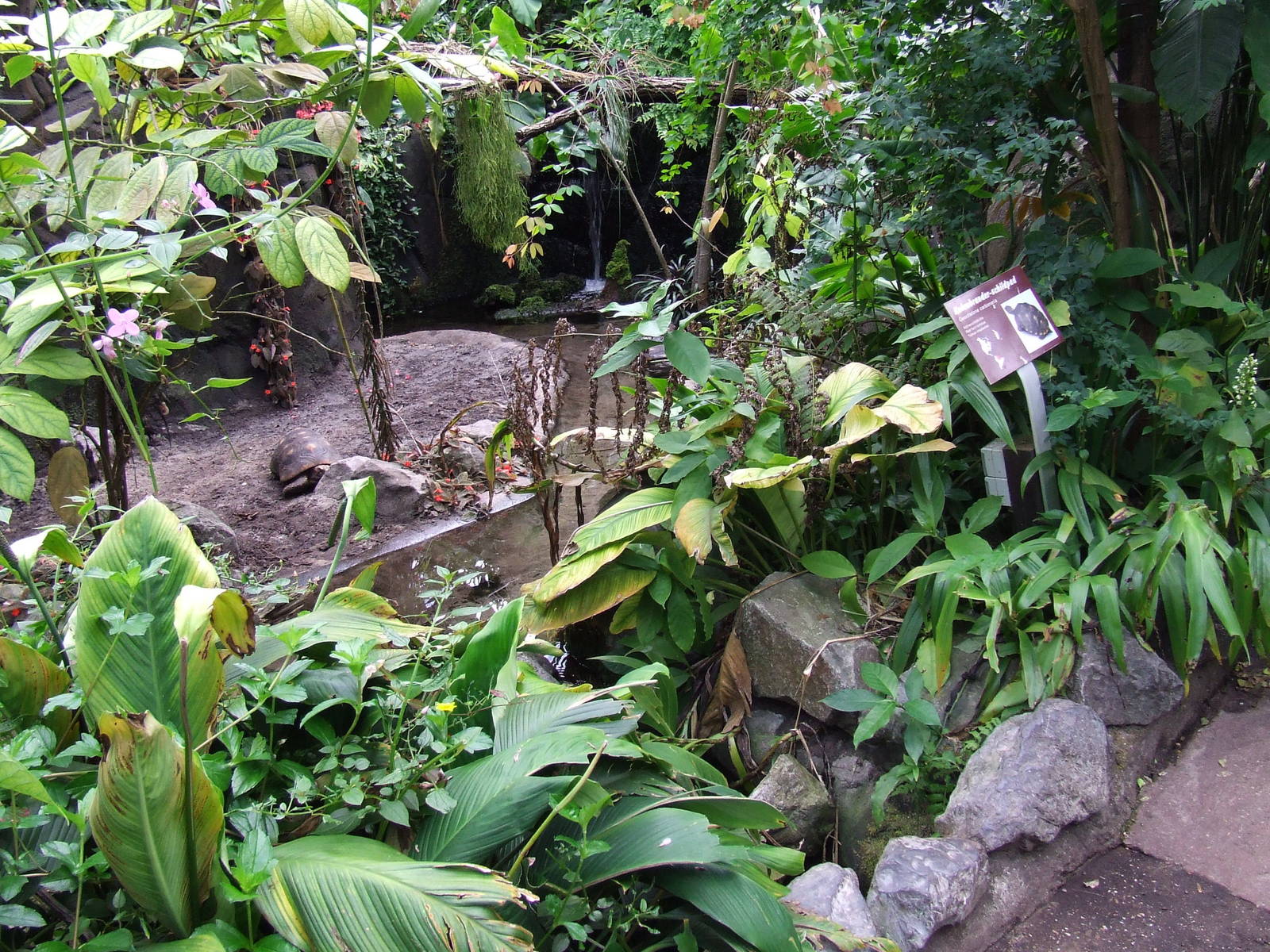 Tortoise exhibit, Burgers Bush