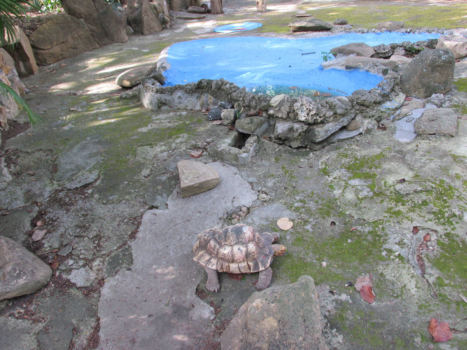 tortoise exhibit havana zoo