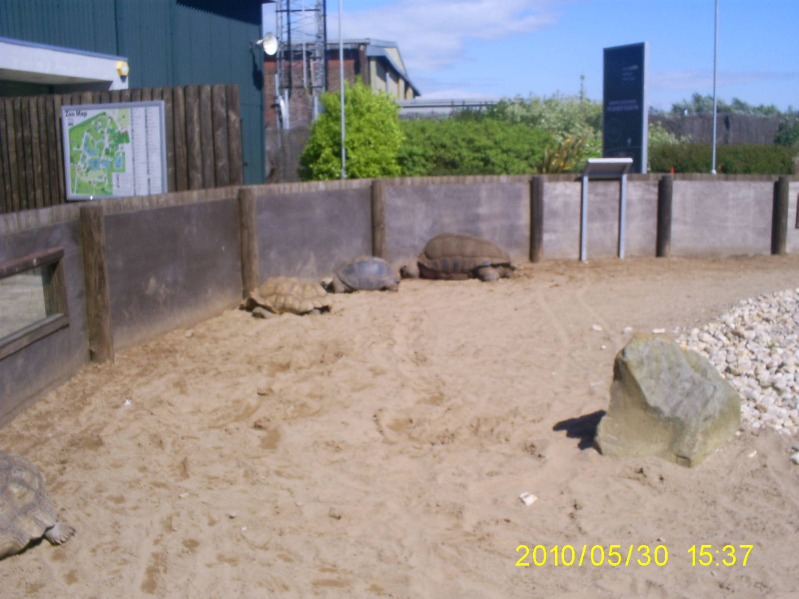 Tortoise exhibit