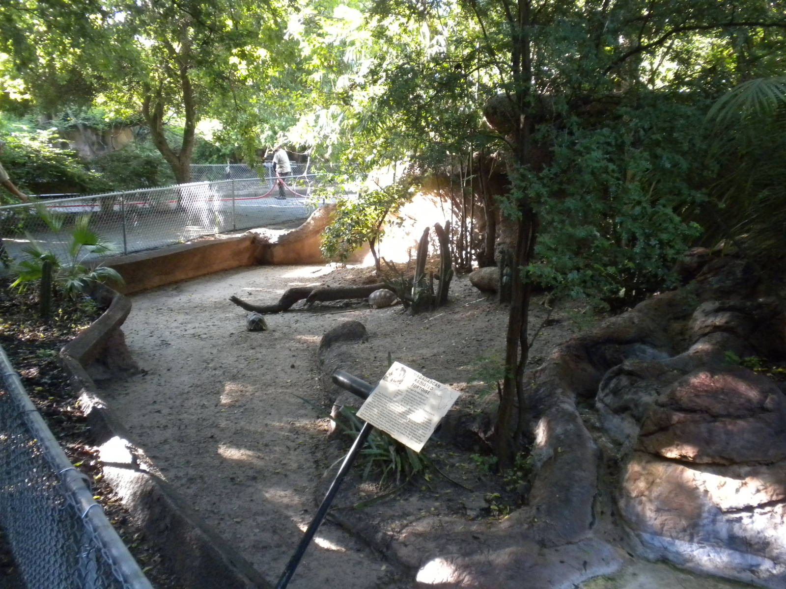 Tortoise exhibit