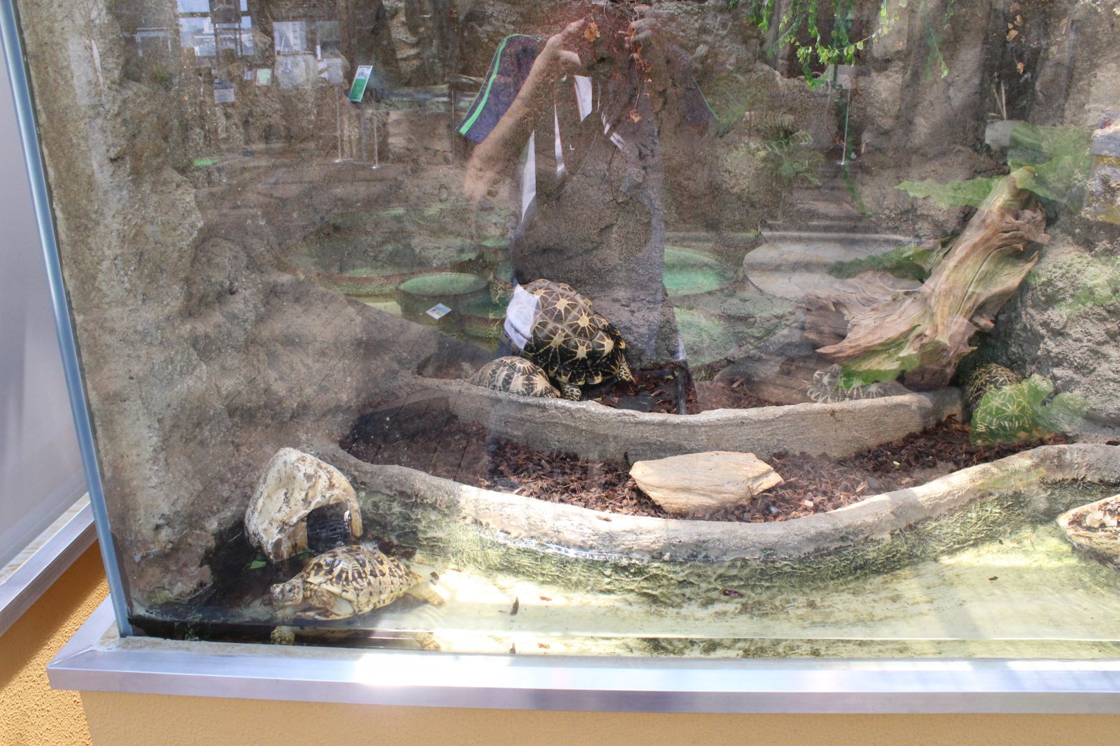 Tortoise exhibit