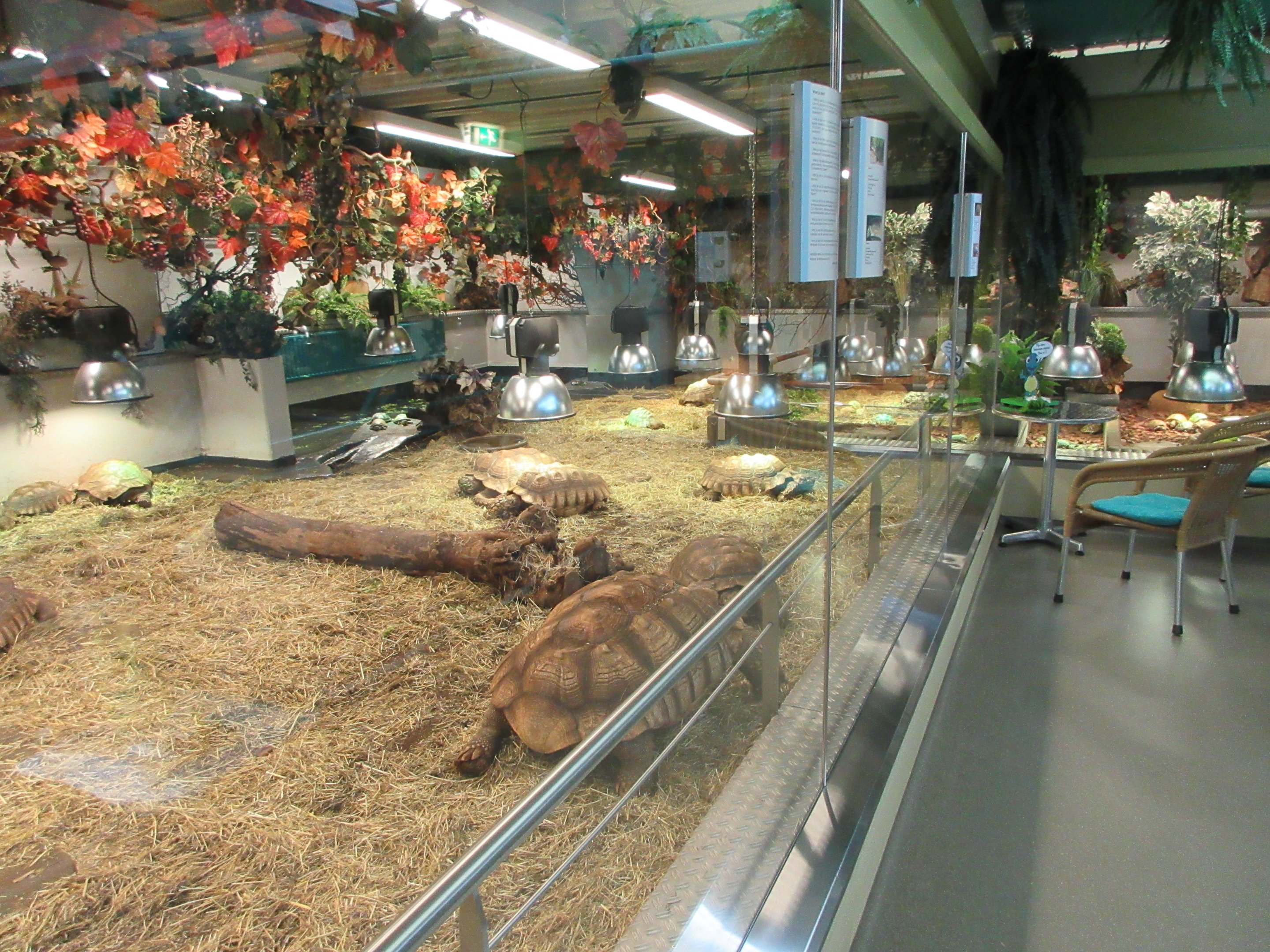 Tortoise Exhibit