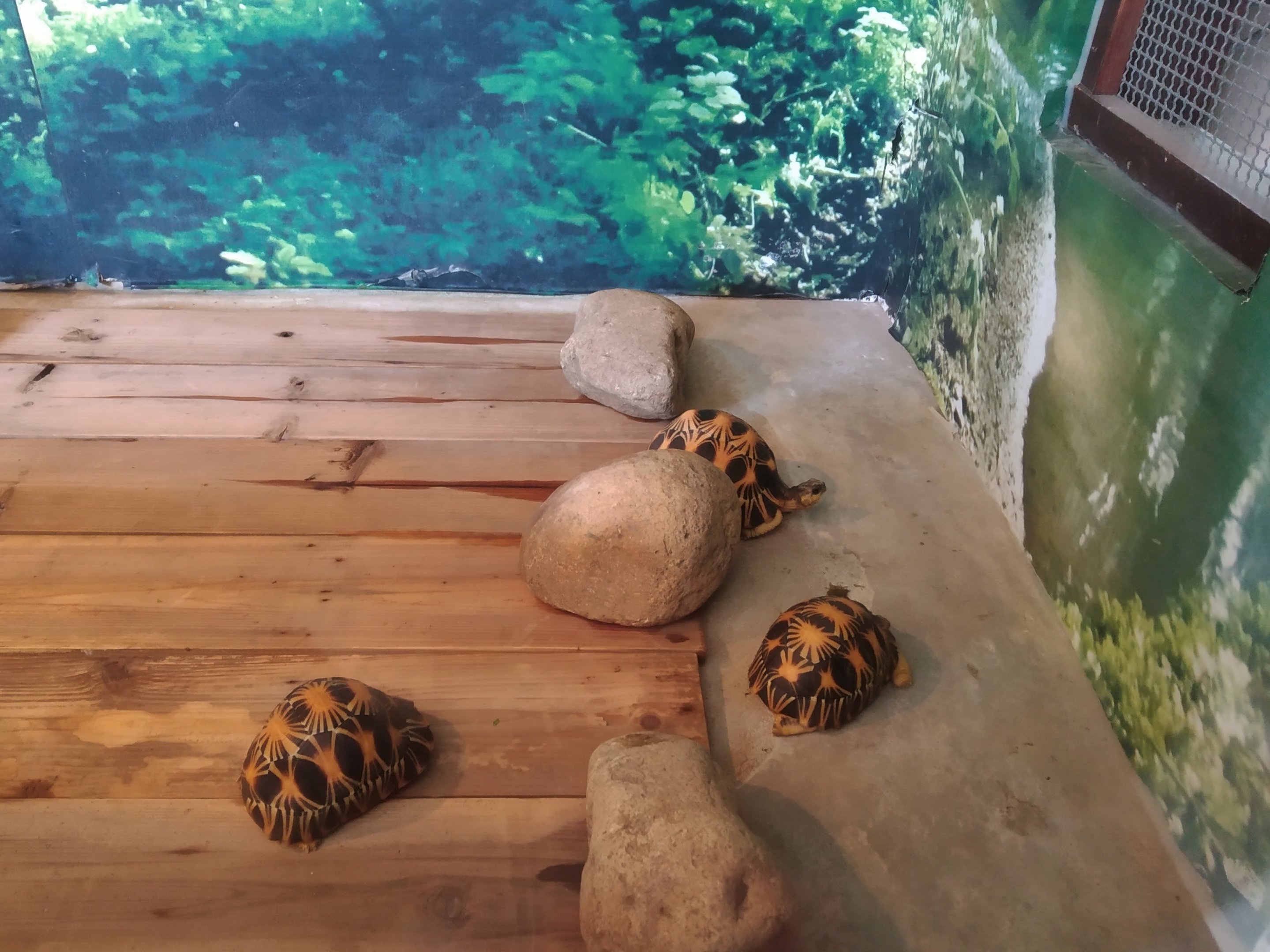 Tortoise Exhibit