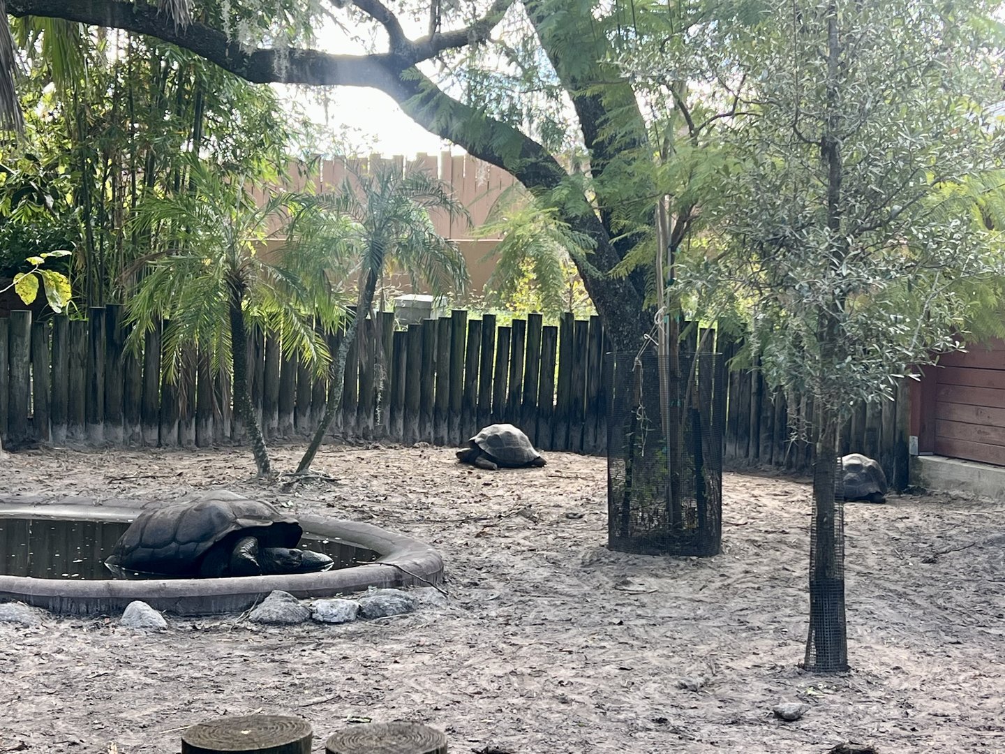 Tortoise Exhibit
