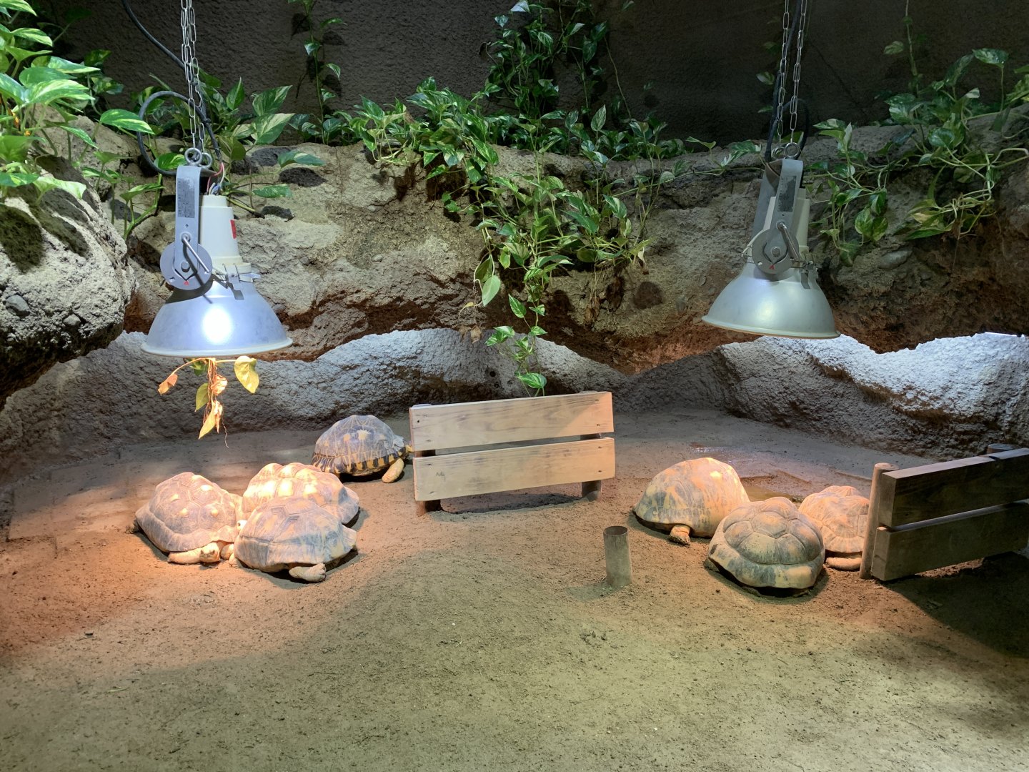 Tortoise Exhibit