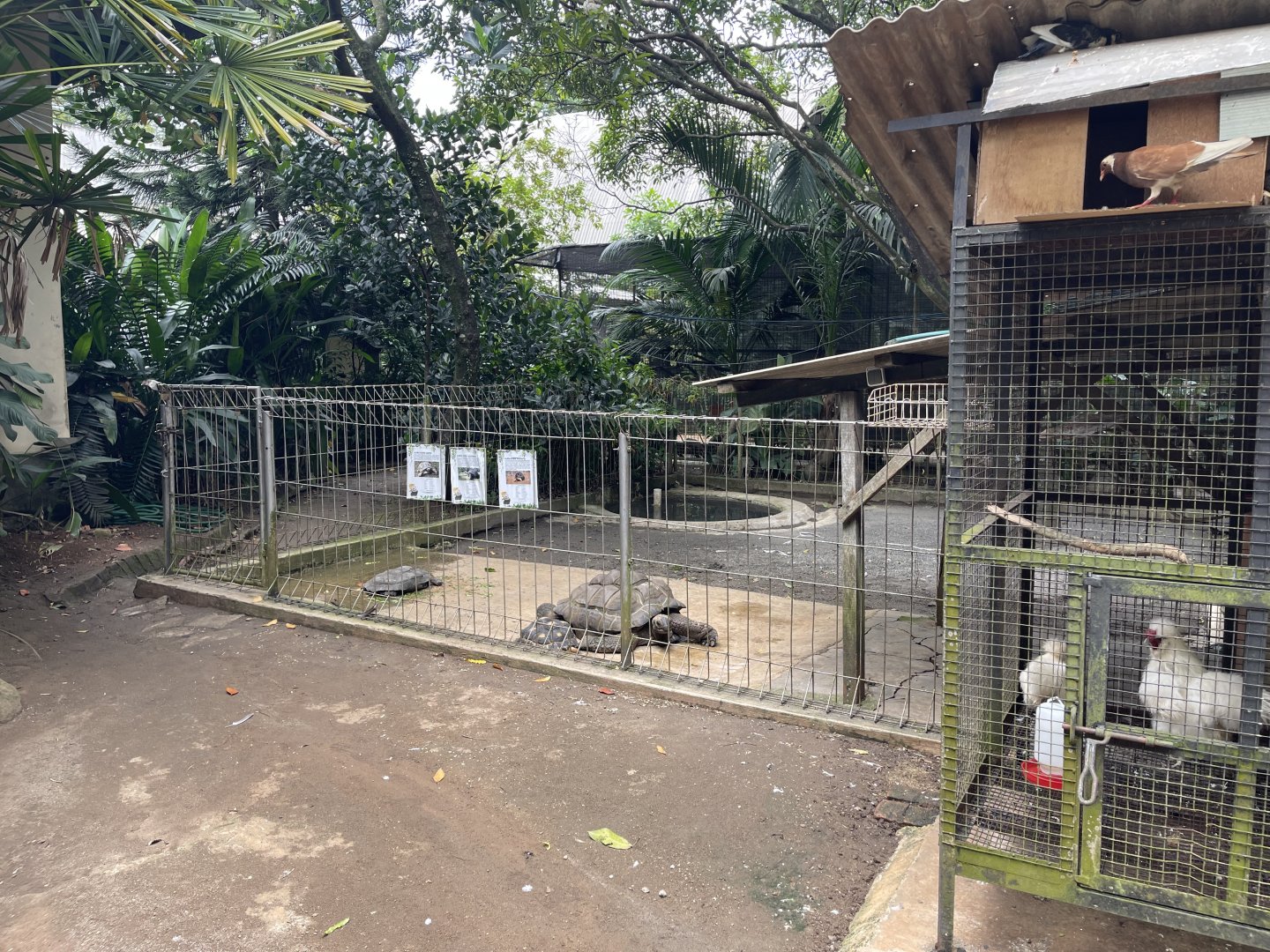tortoise exhibit