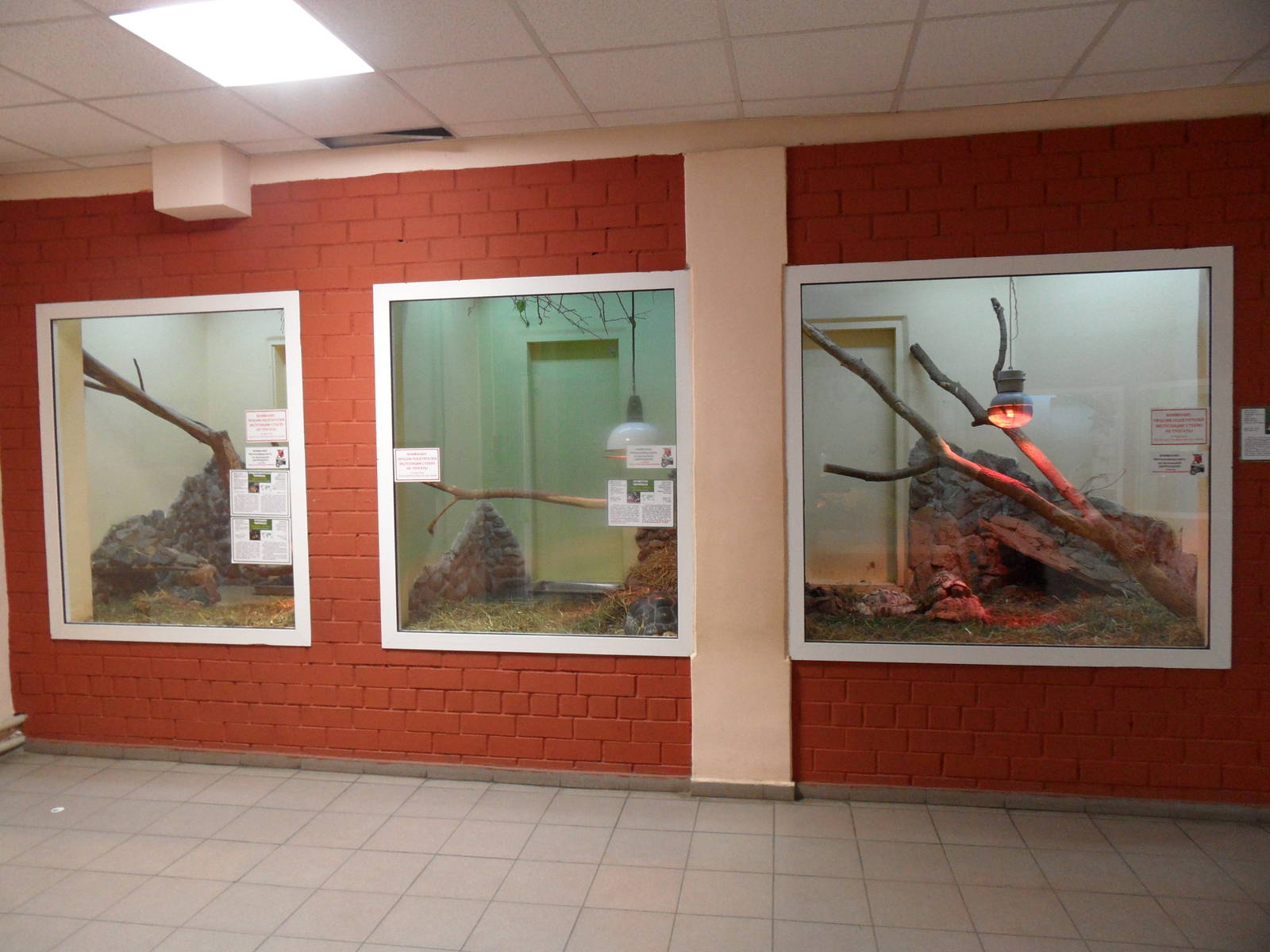 Tortoise exhibits