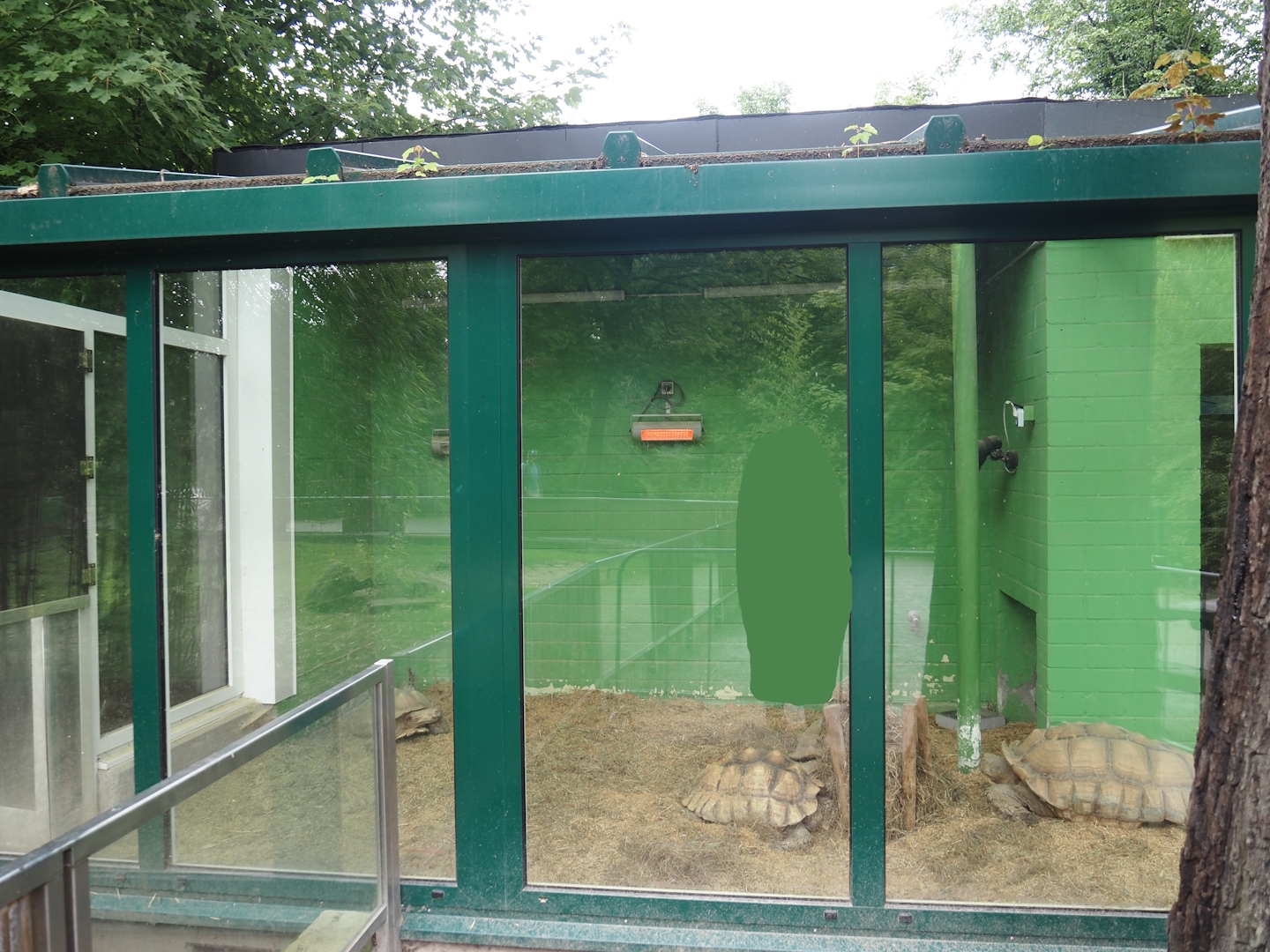 Tortoise garden - African spurred tortoise house, 2024-08-05