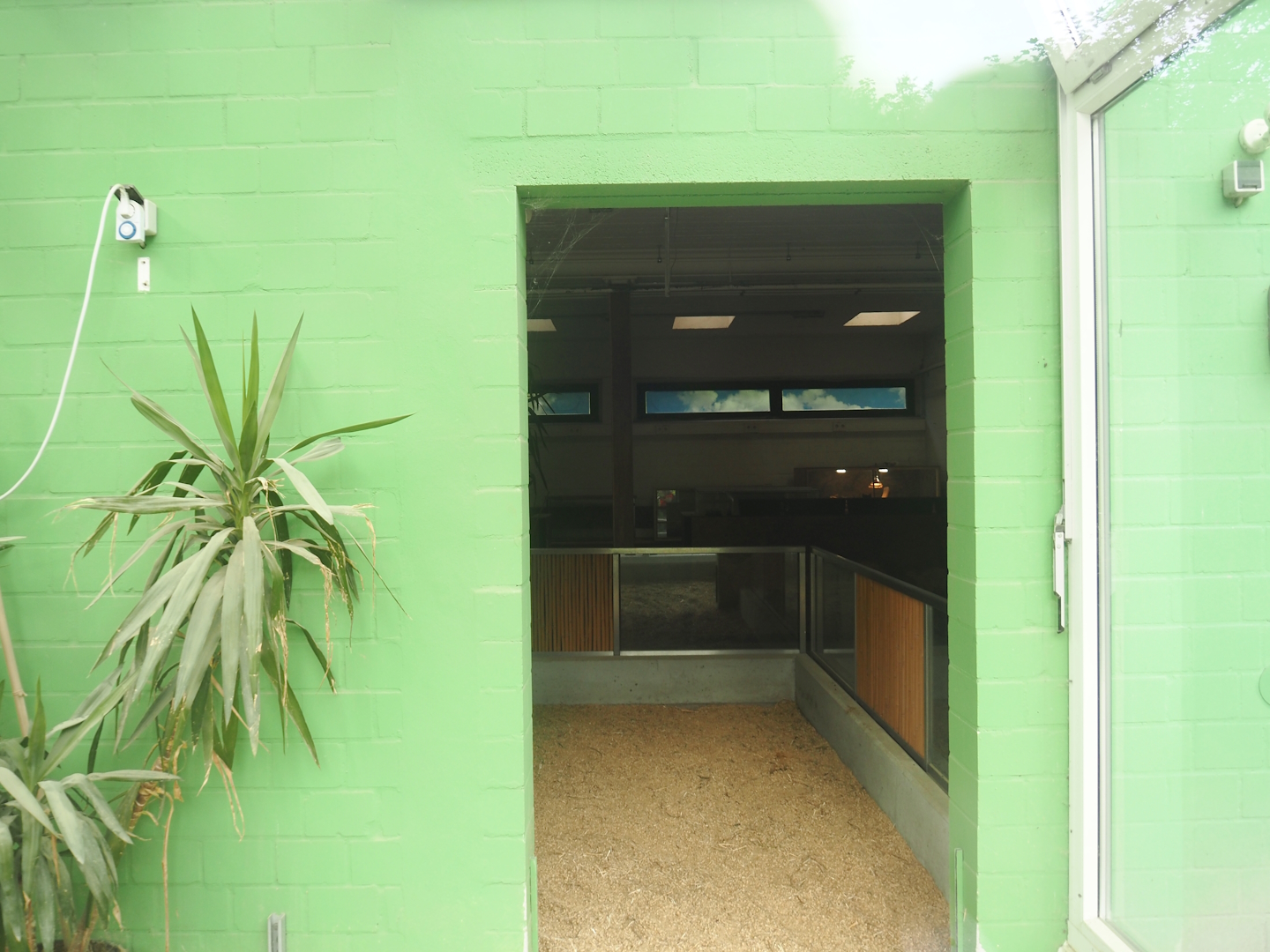 Tortoise garden - African spurred tortoise house, 2024-08-05