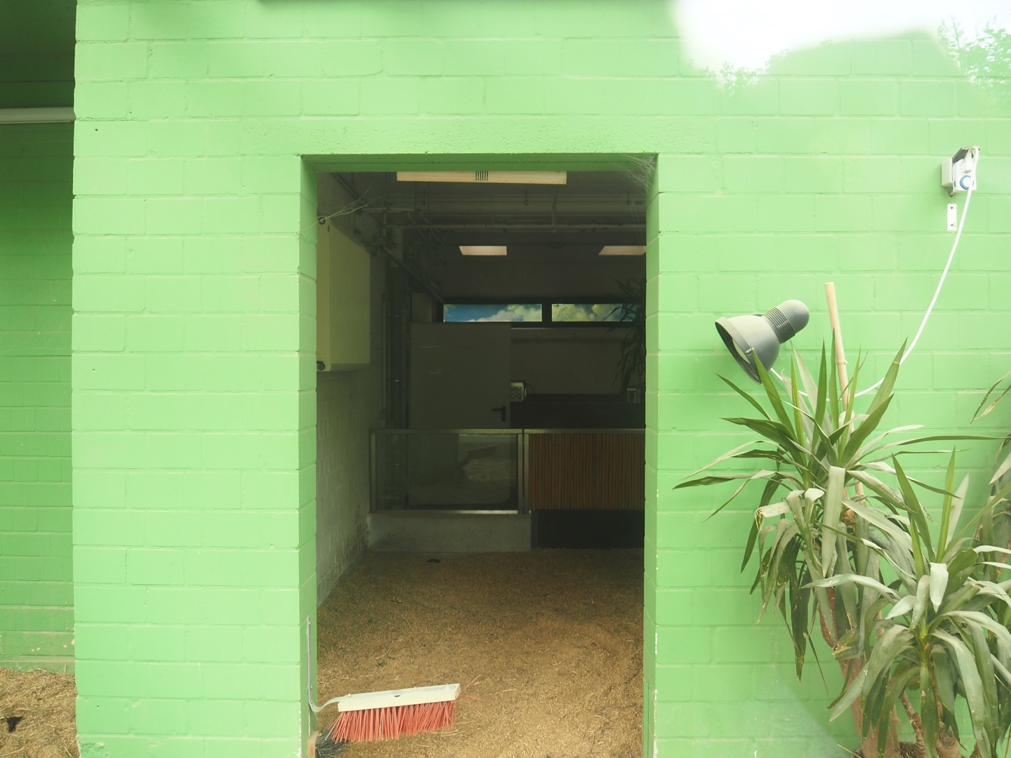 Tortoise garden - African spurred tortoise house, 2024-08-05