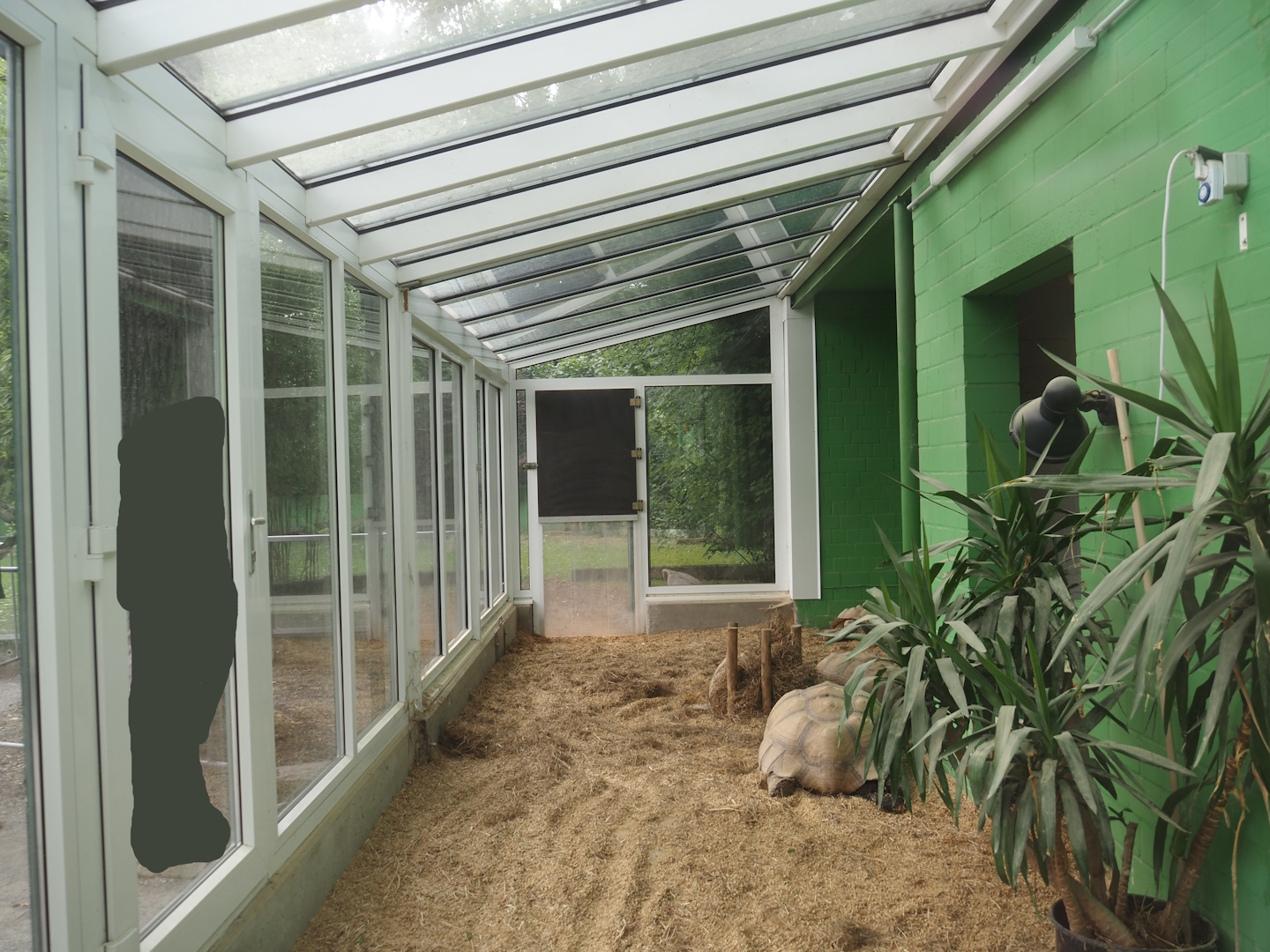 Tortoise garden - African spurred tortoise house, 2024-08-05