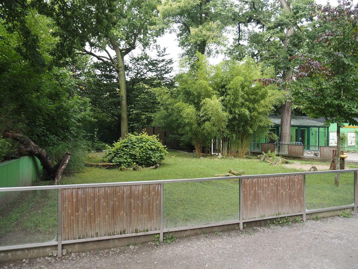 Tortoise garden - African spurred tortoise paddock, 2024-08-05