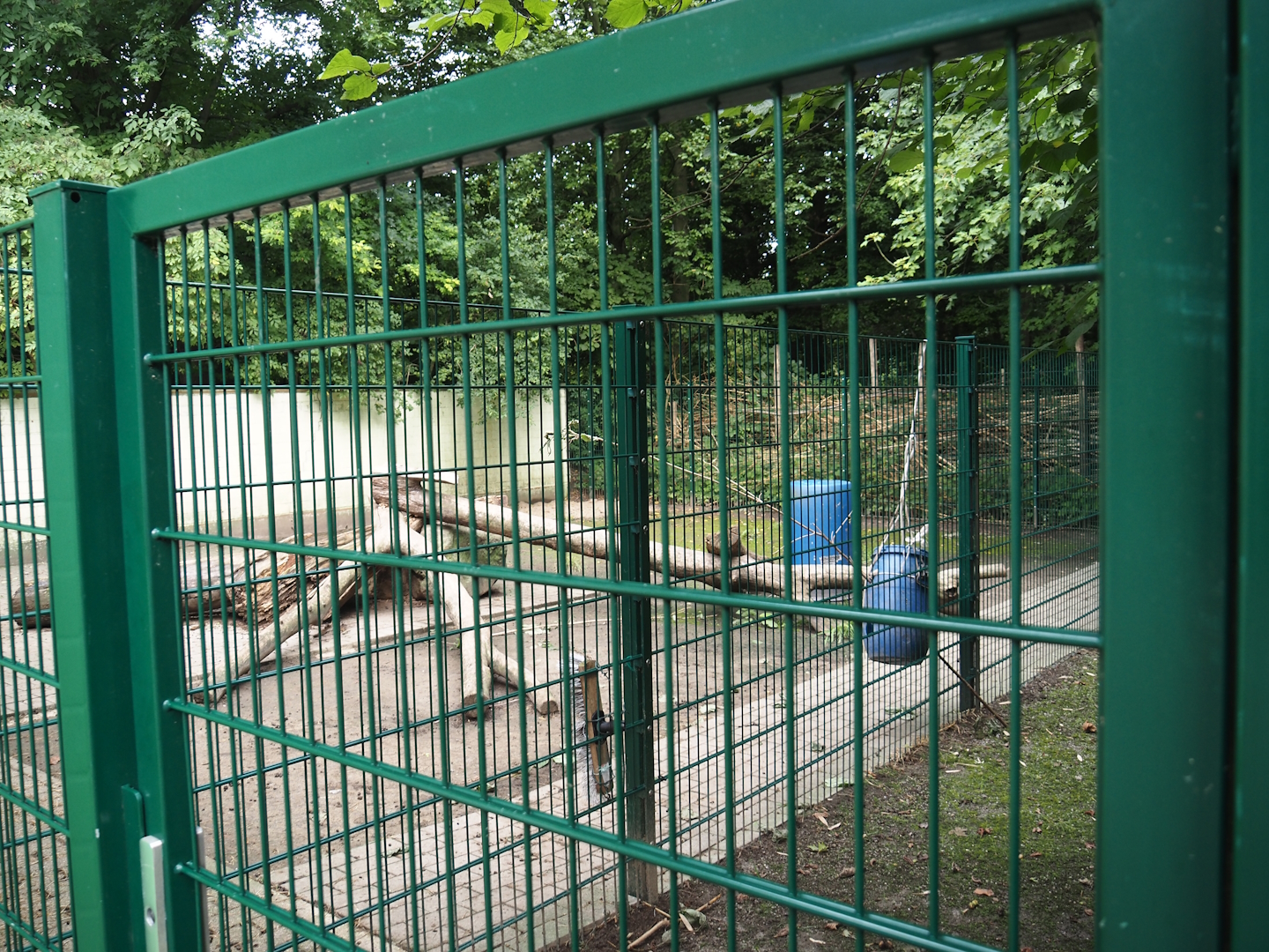 Tortoise garden - Off-show paddock next to tortoise house, 2024-08-05