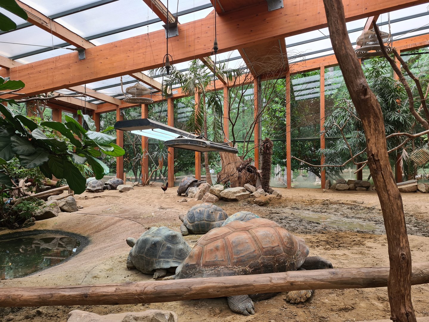 Tortoise greenhouse interior