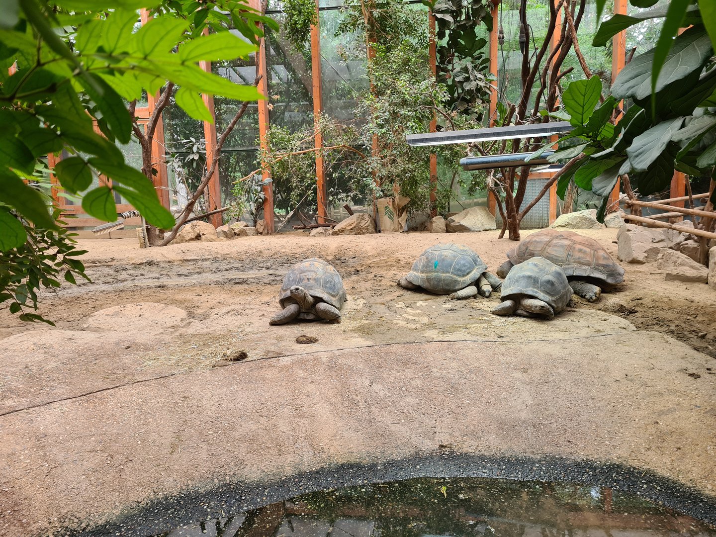 Tortoise greenhouse interior