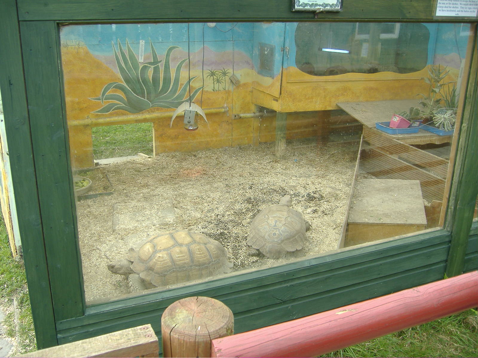 Tortoise house Animalarium