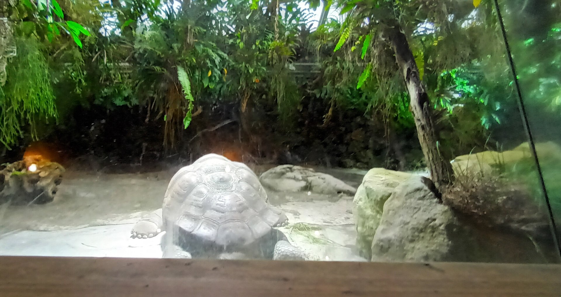 Tortoise House Galapagos giant Tortoise