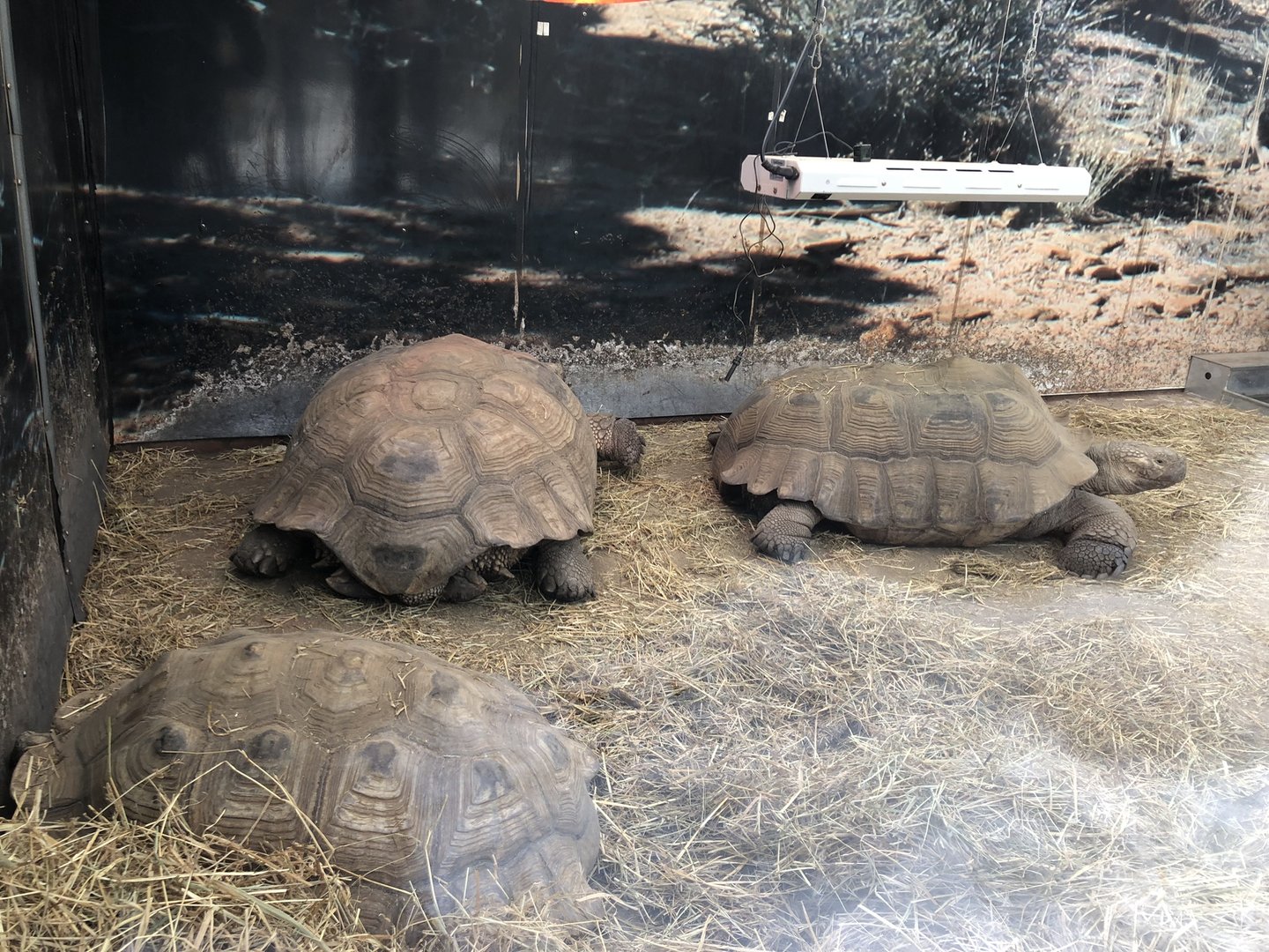 Tortoise House Interior at Tropical Butterfly House (March 2023)