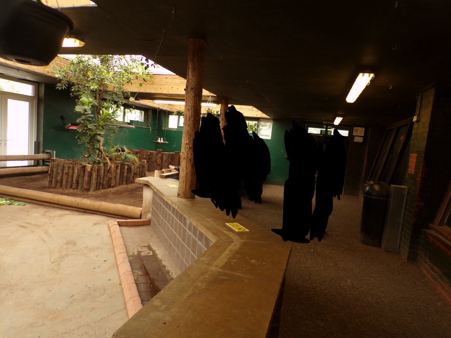 Tortoise house viewing area 7.7.24