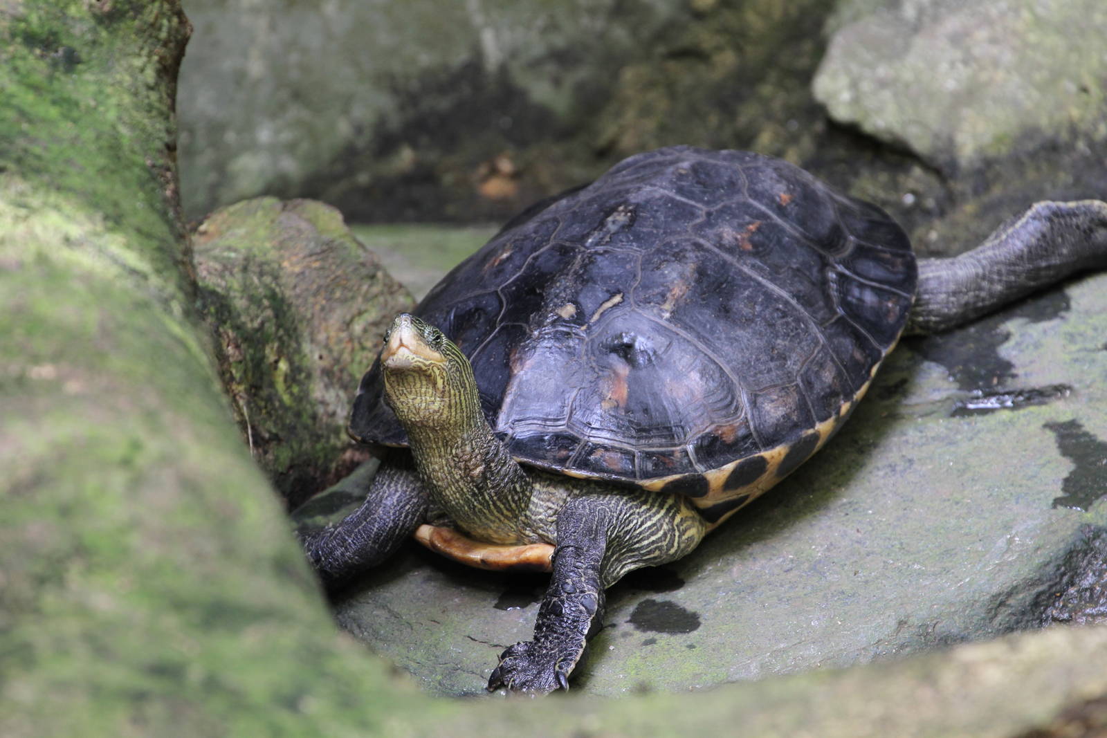 Tortoise ID 2 Please