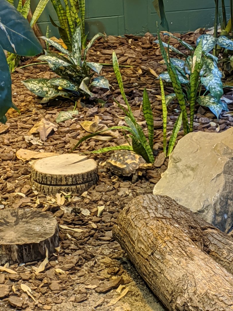 Tortoise id? 24-08-2020