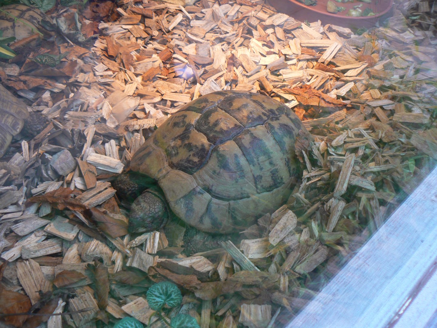 Tortoise ID? - 26 October 2016
