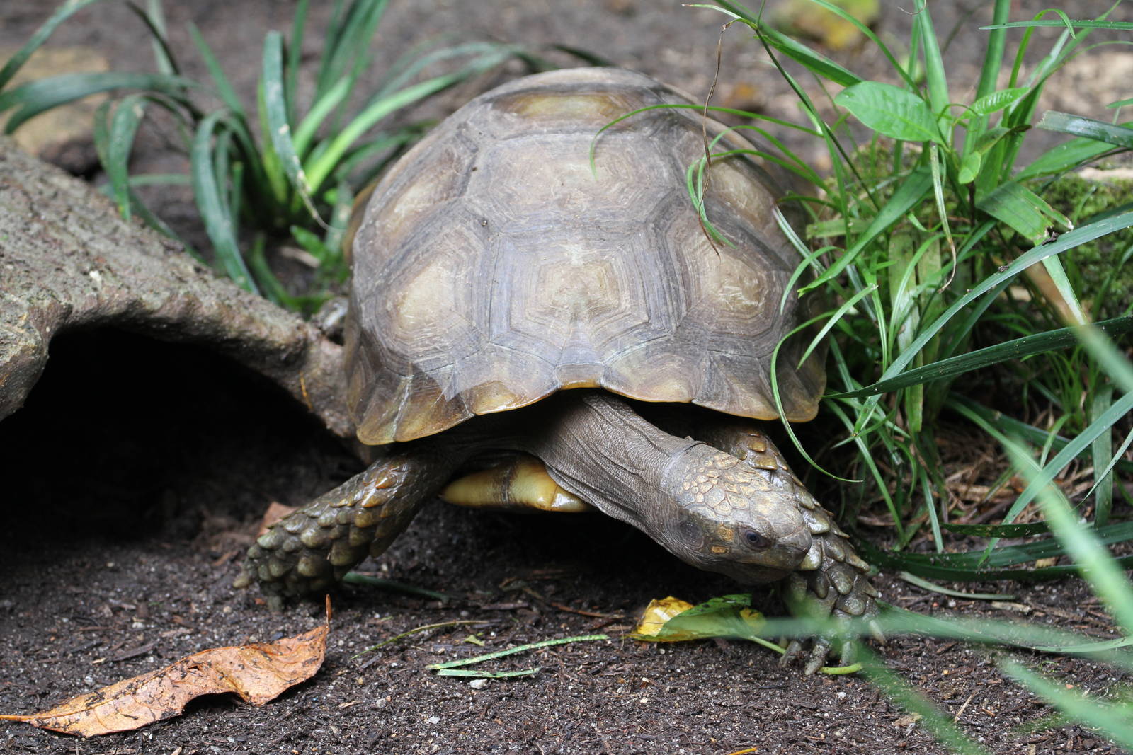 Tortoise ID 3 Please