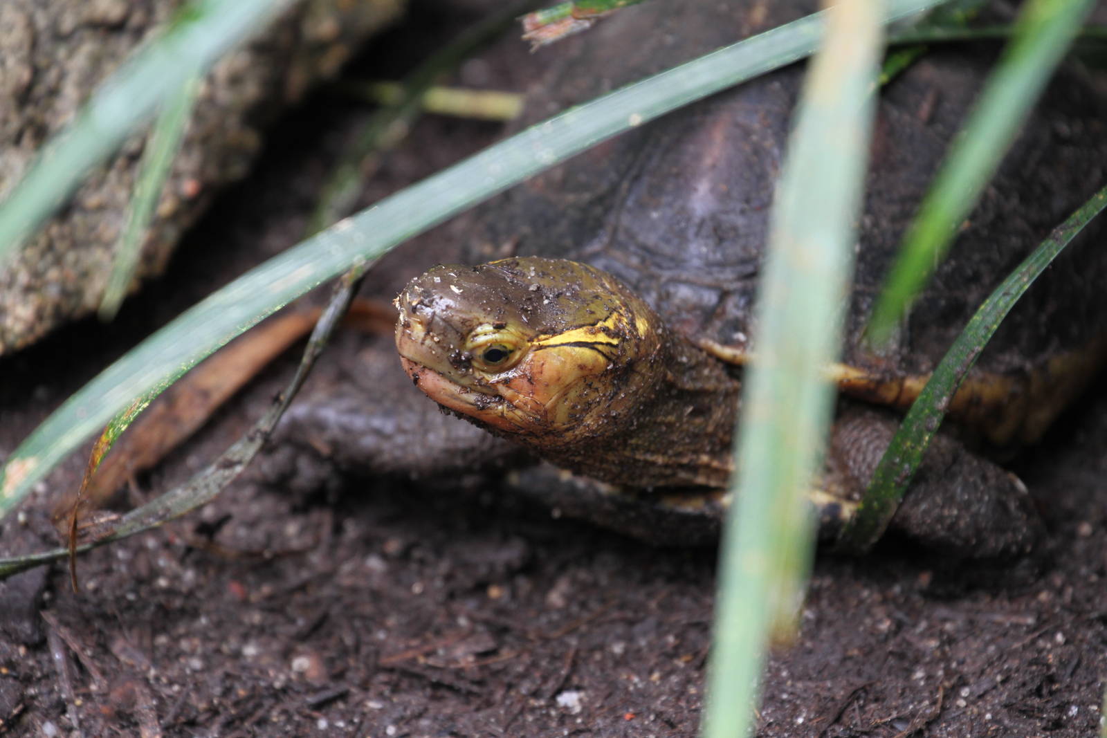 Tortoise ID 4 Please
