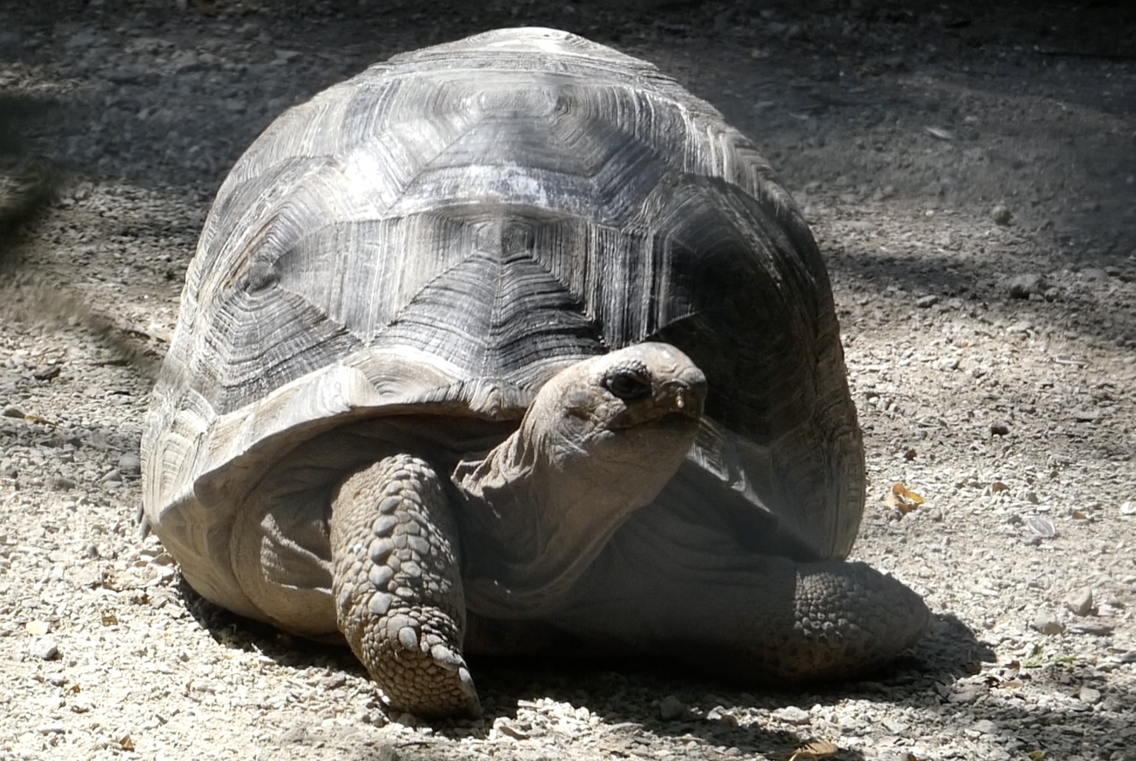 Tortoise ID Help (Columbus Zoo's Congo Aviary)