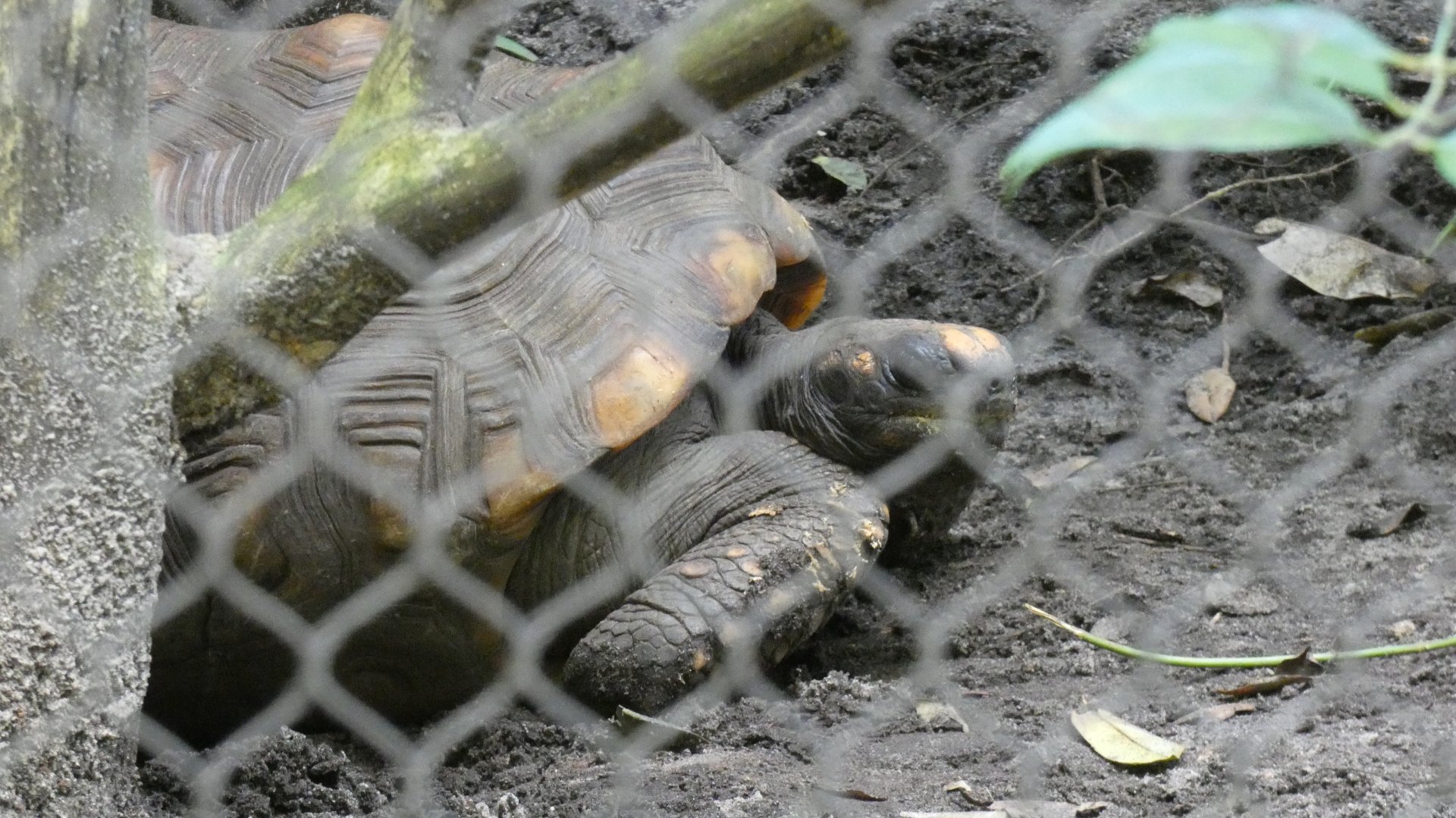 Tortoise ID Please - Disney's Animal Kingdom