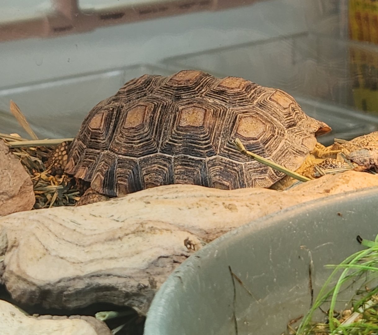 Tortoise ID - Tennessee Aquarium