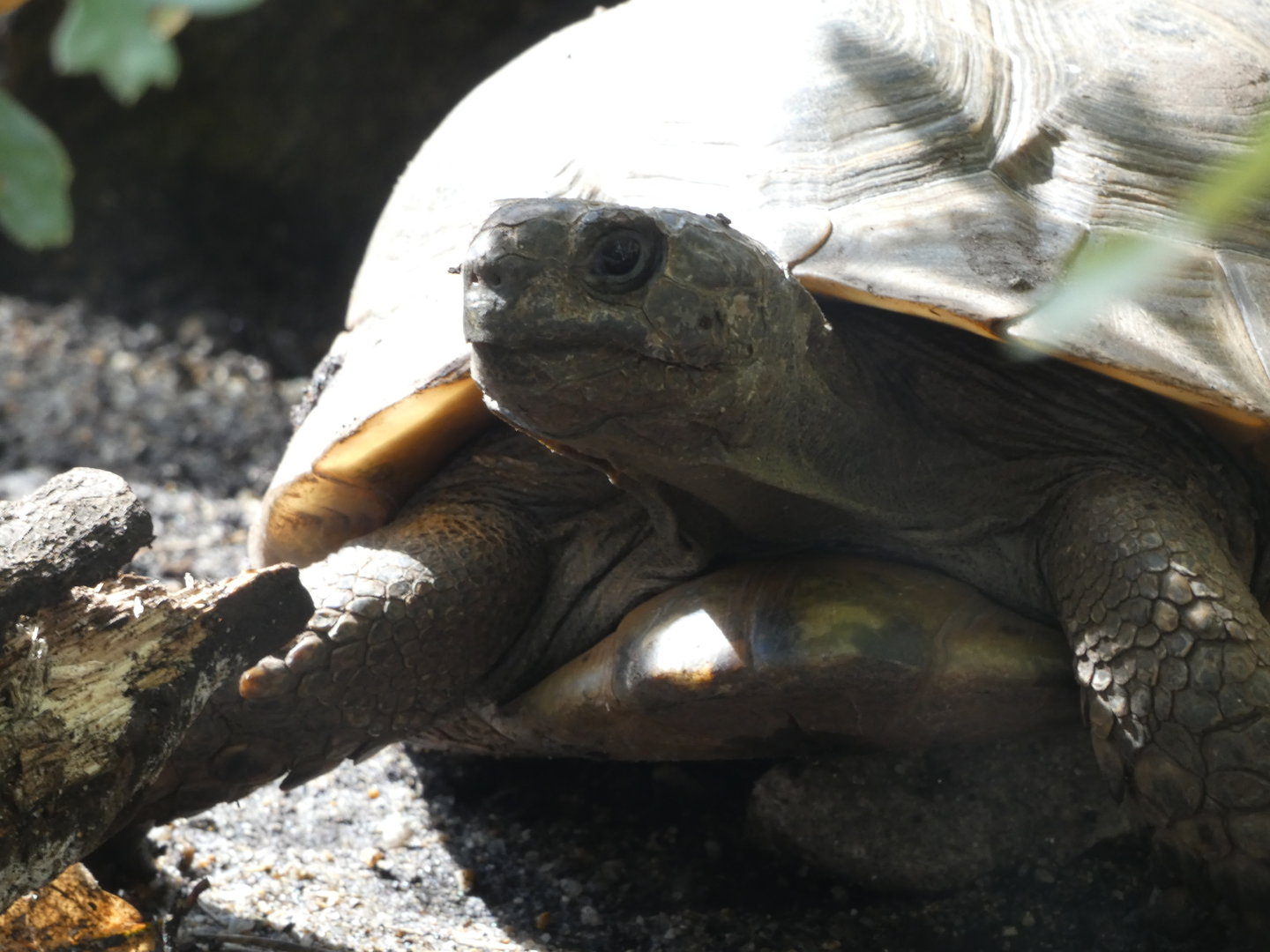 Tortoise ID - Zoo Hluboka