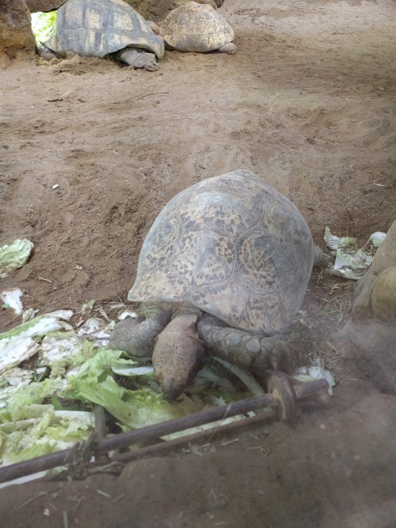 Tortoise ID Zoo Praha 2018