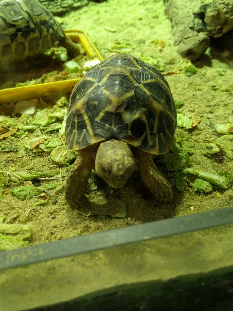 Tortoise ID Zoo Praha 2018