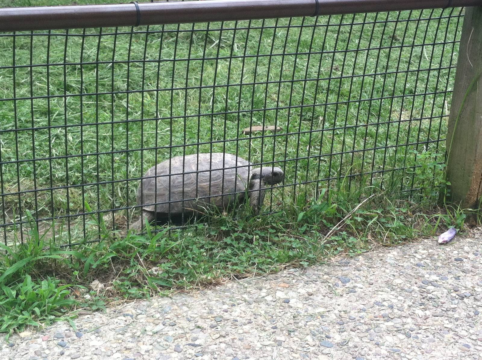 Tortoise ID?