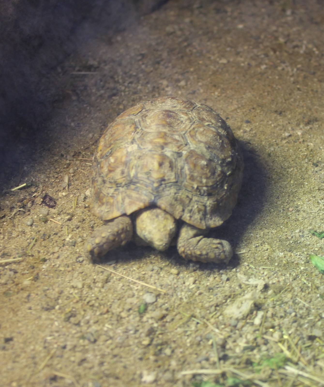 Tortoise ID
