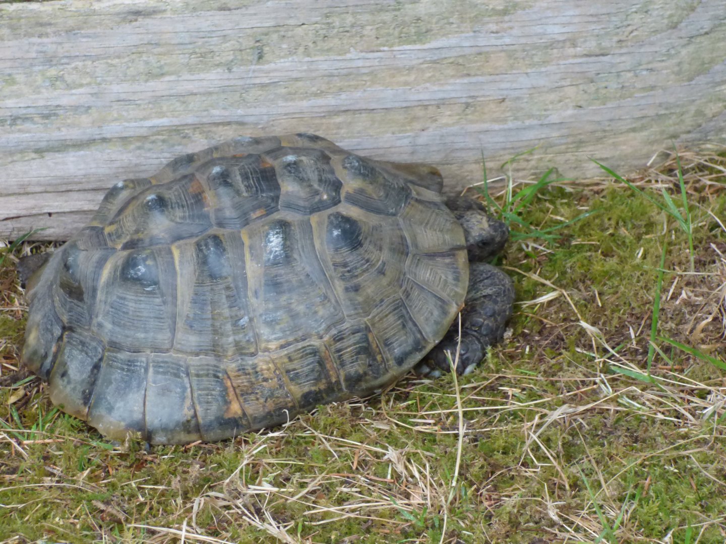 Tortoise ID?