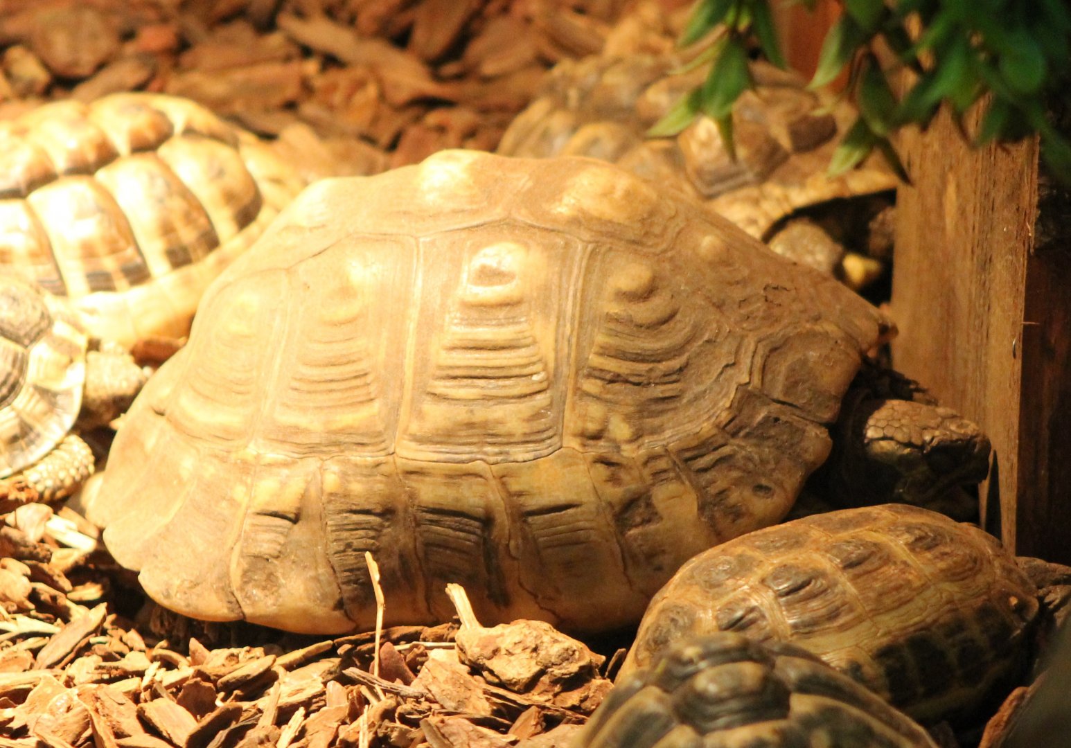 Tortoise ID