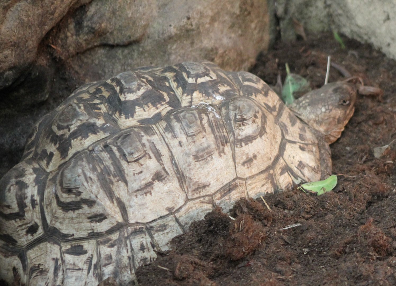 Tortoise ID