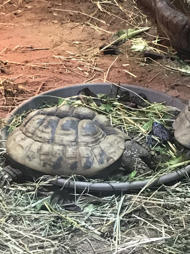 Tortoise ID?