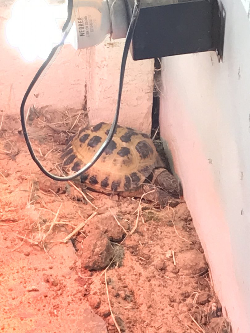 Tortoise ID?