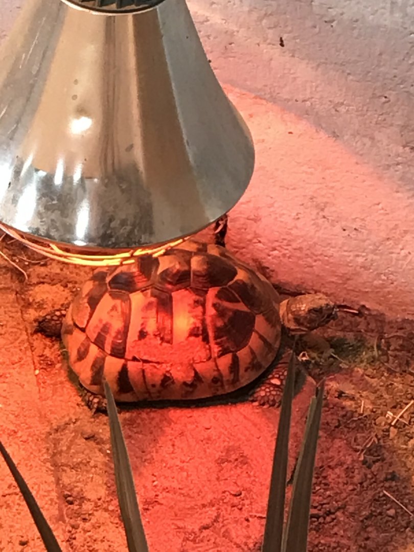 Tortoise ID?