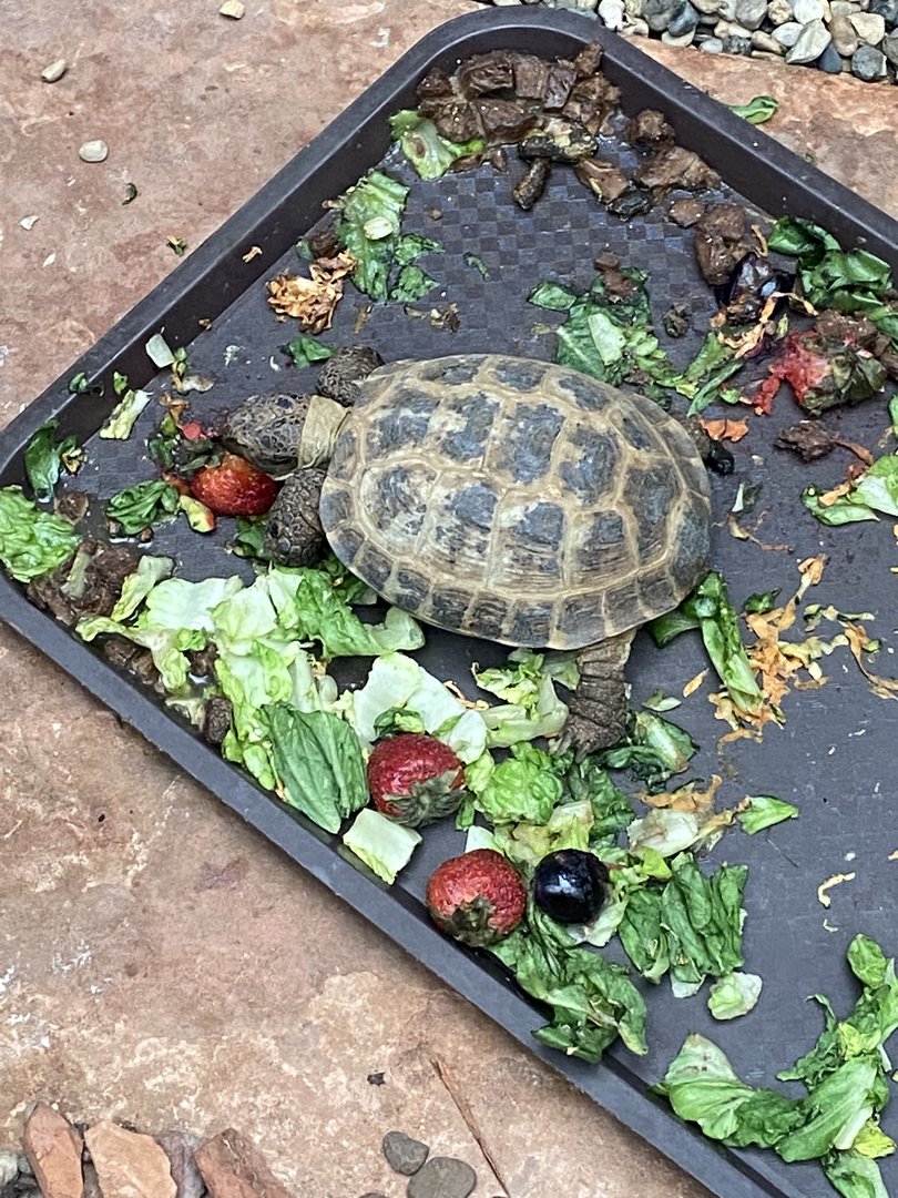 Tortoise ID?