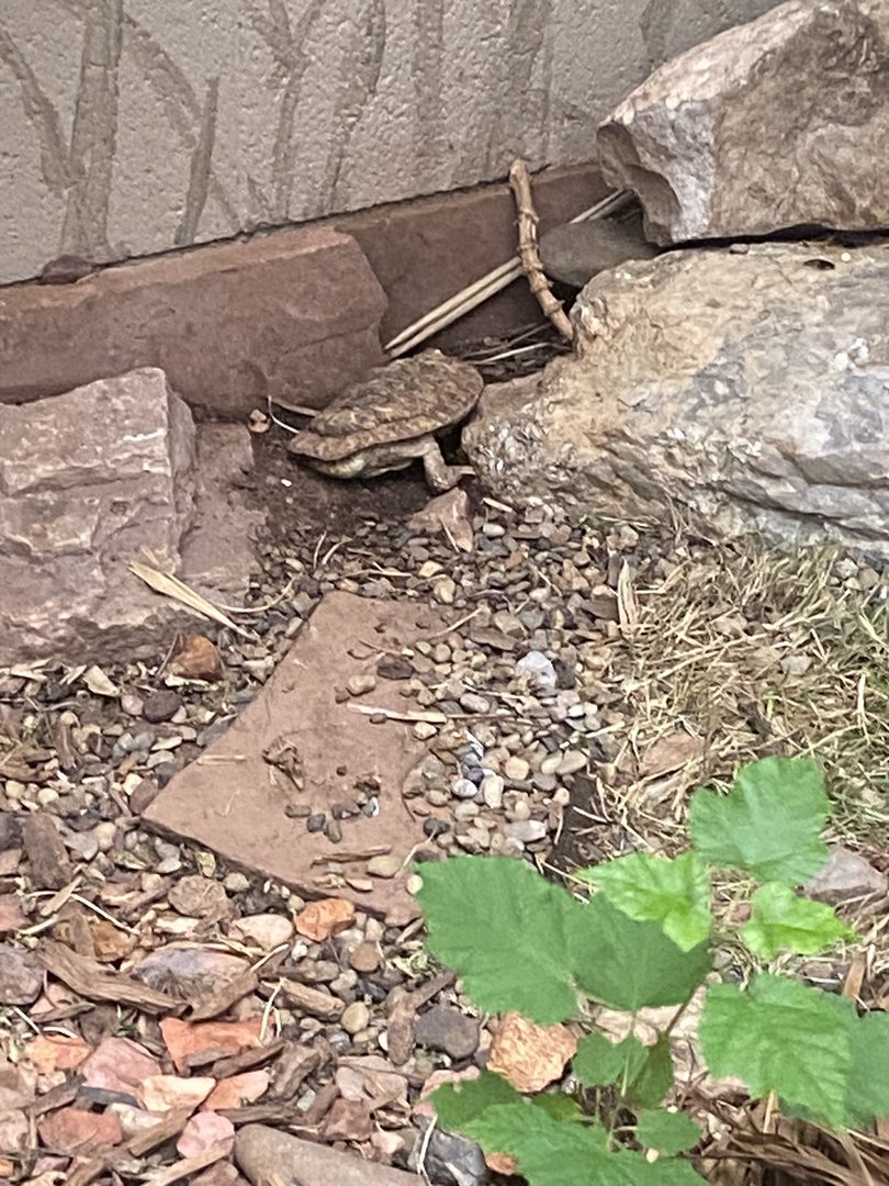 Tortoise ID?