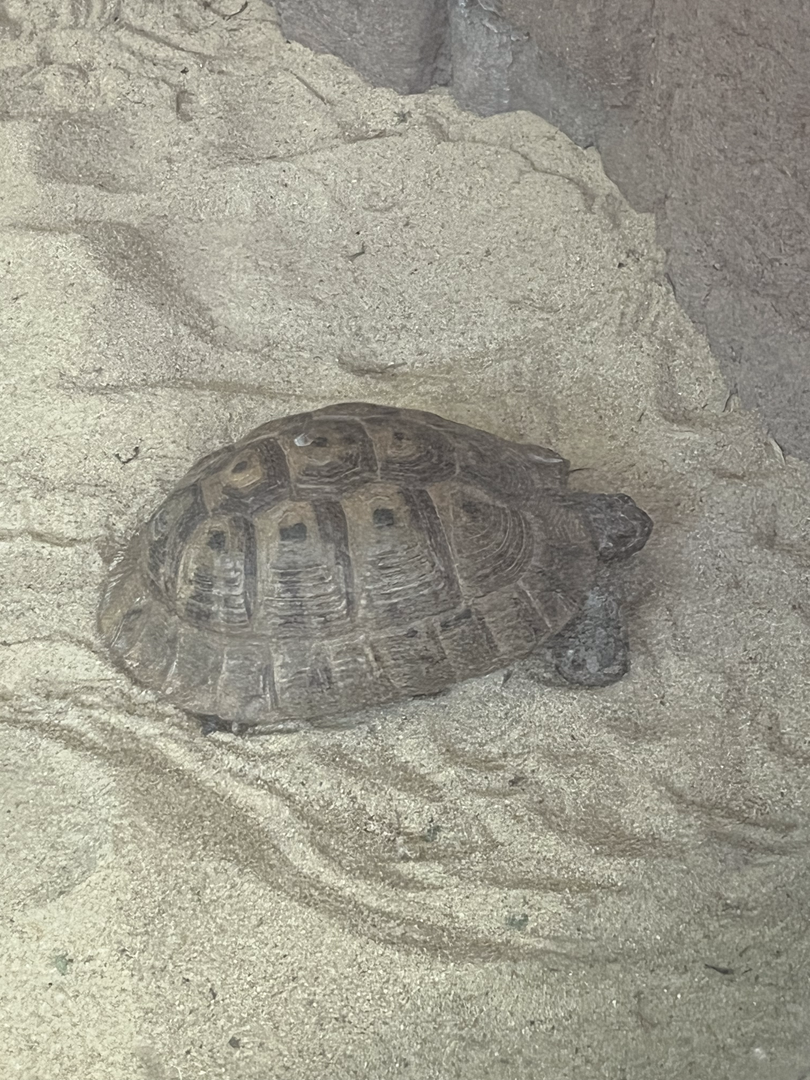Tortoise ID?