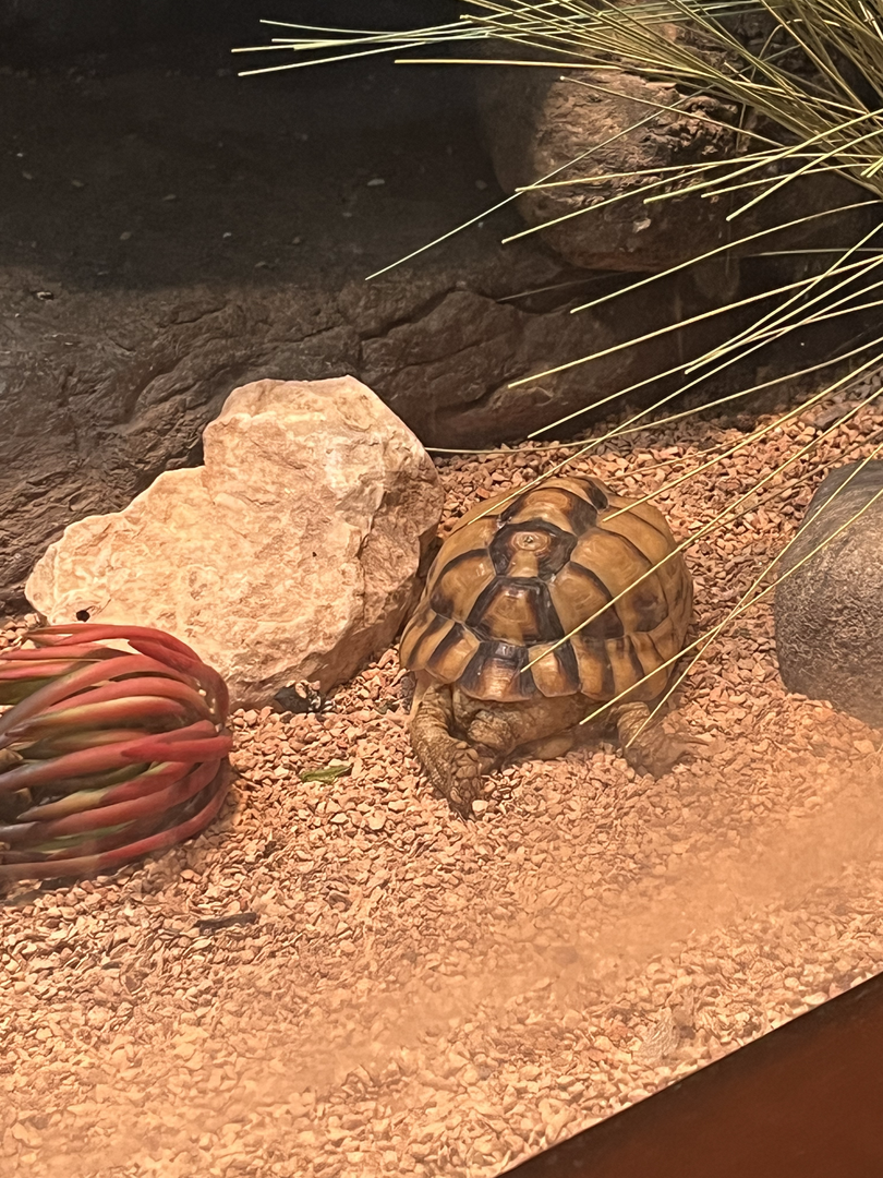 Tortoise ID