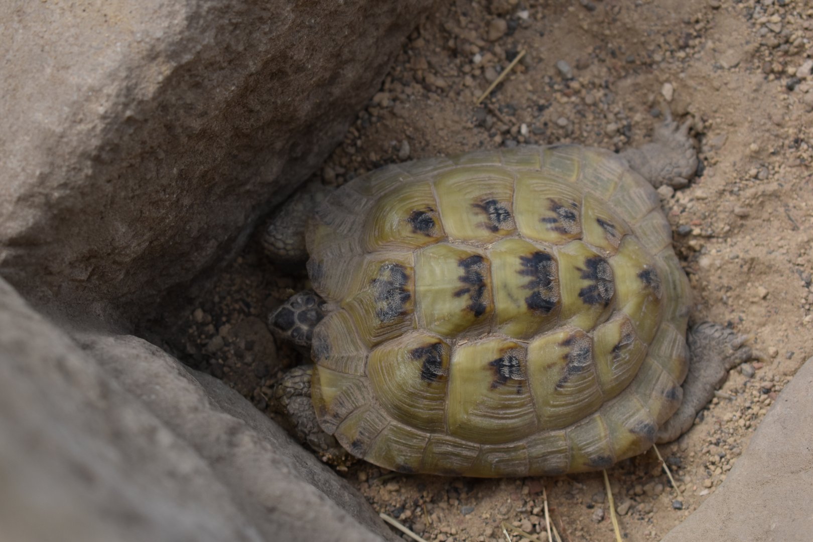 Tortoise ID ?
